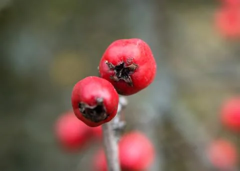 Hawthorn Stock Photos