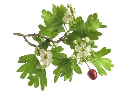 Hawthorn Stock Photos