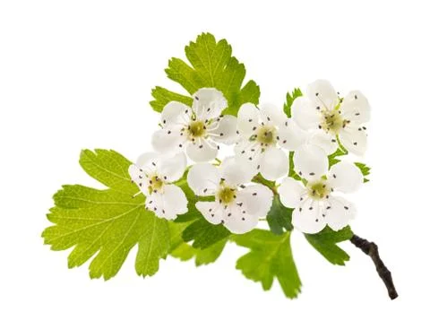 Hawthorn Stock Photos