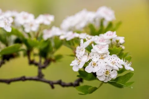 Hawthorn Stock-Fotos