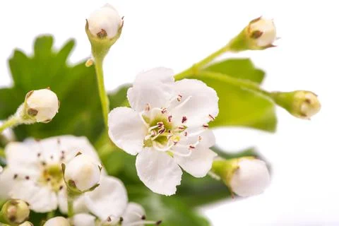 Hawthorn Stock Photos