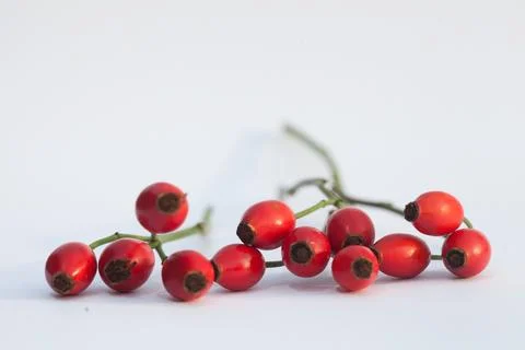 Hawthorn Foto stock