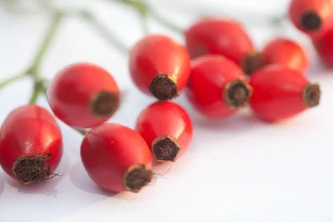 Hawthorn Stock Photos