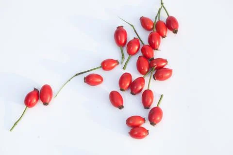 Hawthorn Stock Photos