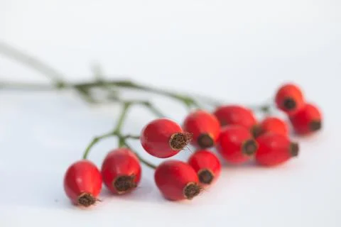 Hawthorn Stock Photos