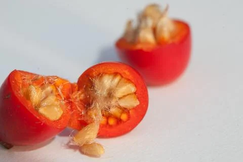 Hawthorn Stock Photos