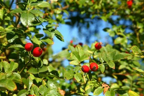 Hawthorn Stock Photos