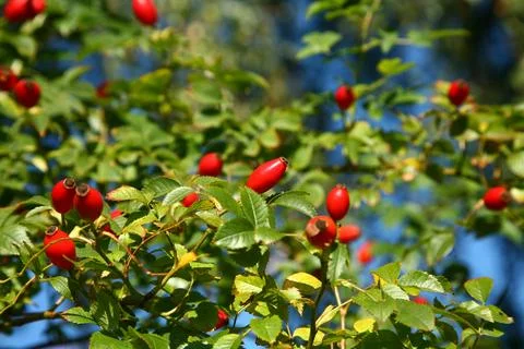 Hawthorn Stock Photos