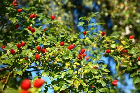 Hawthorn Stock Photos