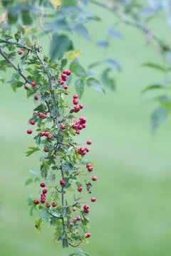 Hawthorn Stock Photos