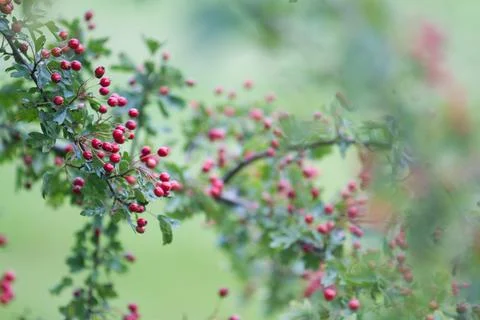 Hawthorn Stock Photos