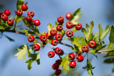 Hawthorn Stock Photos