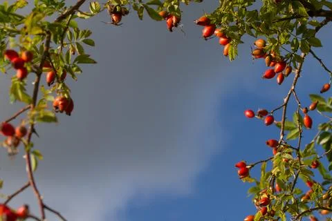 Hawthorn Stock Photos