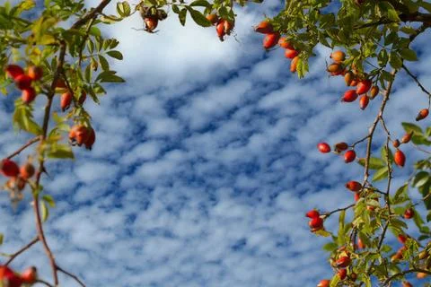 Hawthorn Stock Photos