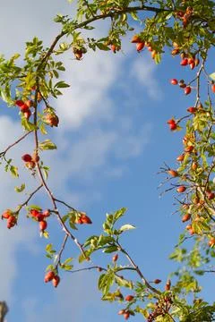 Hawthorn Stock Photos