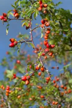 Hawthorn Stock Photos