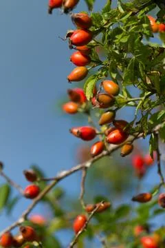 Hawthorn Stock Photos