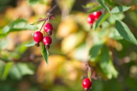 Hawthorn Foto stock