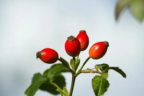 Hawthorn Stock Photos