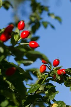 Hawthorn Stock Photos