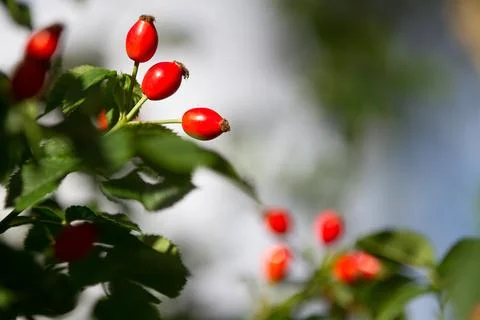 Hawthorn Stock Photos