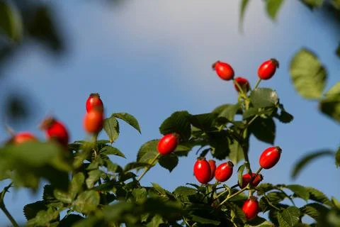 Hawthorn Stock Photos