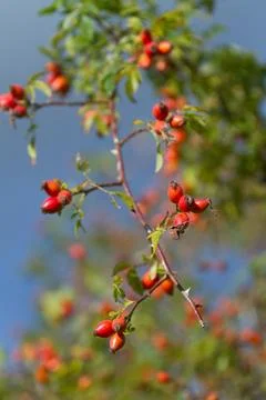 Hawthorn Foto stock