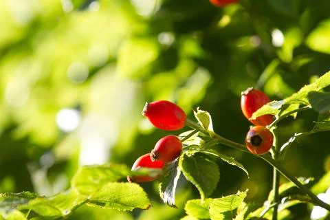 Hawthorn Stock Photos