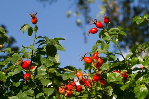 Hawthorn Stock Photos