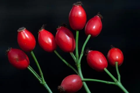 Hawthorn Stock Photos