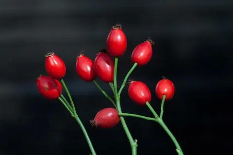 Hawthorn Stock Photos