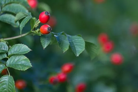 Hawthorn Stock Photos