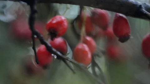 Hawthorn in raindrops and wind 库存影片 97014250