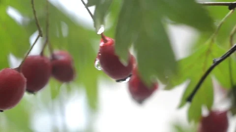 Hawthorn in raindrops, blurred bokeh 库存影片 97013653
