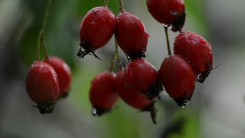 Hawthorn in raindrops 库存影片 97014169