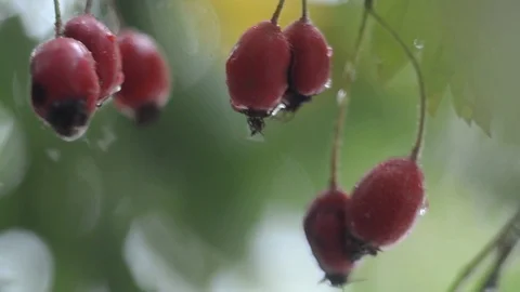 Hawthorn in raindrops Stock Footage 97014940