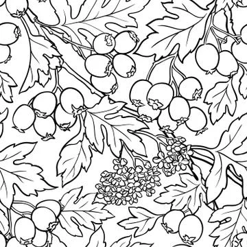Hawthorn seamless pattern Stock Illustration