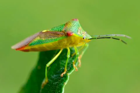 Hawthorn shield bug on leaf Stock Photos
