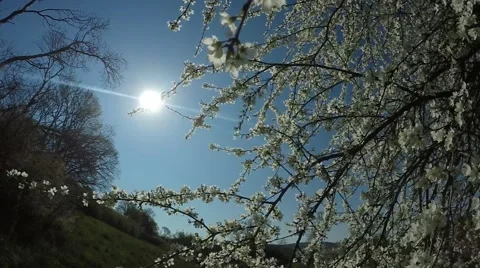 Hawthorn in springtime Stock Footage 63479113