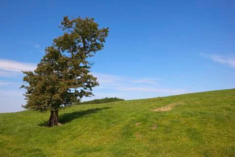 Hawthorn tree Stock Photos