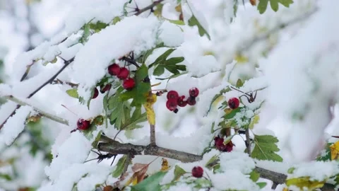 Hawthorn tree with red berries covered with the first snow.  Stock Footage 228228656