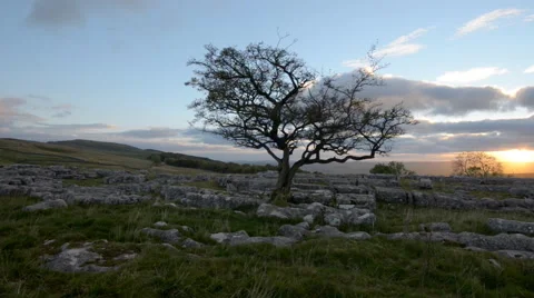 Hawthorn tree at sunset Stock Footage 59538760