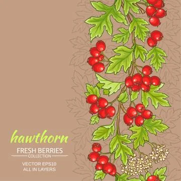 Hawthorn vector background Stock Illustration