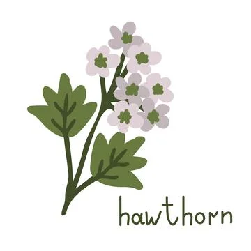 Hawthorn vector flower Stock-Illustration