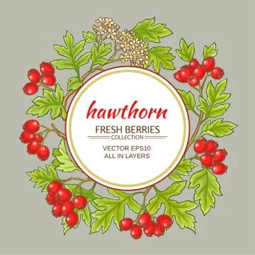 Hawthorn vector frame Stock Illustration