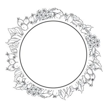 Hawthorn. Vector frame. Stock Illustration