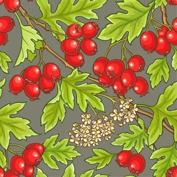 Hawthorn vector pattern Stock Illustration