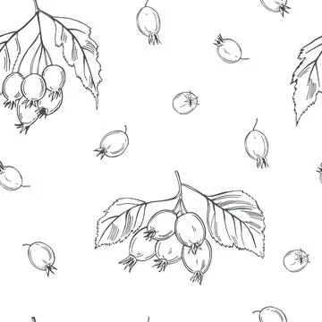 Hawthorn. Vector pattern. Stock Illustration