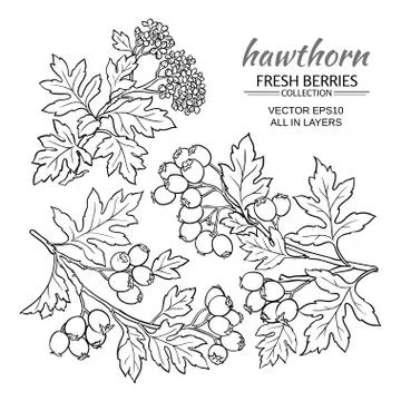 Hawthorn vector  set Illustrazione stock