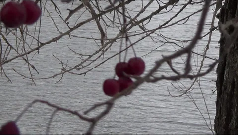 Hawthorn, winter 스톡 동영상 33305969